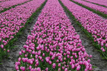 Tulip fields in April. Spring in the Netherlands, the famous Dutch tulip fields. Fuchsia pink tulips.