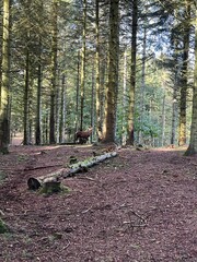 Wall Mural - red deer in the woods