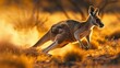 Dynamic red kangaroo in australian outback showcasing sharp detail in arid landscape