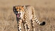a-cheetah-with-its-teeth-bared-warning-off-rivals-upscaled_6 1