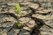 © Connect Images AI - Young plant growing from cracked earth.