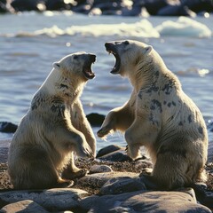 Poster - Two polar bears standing on their hind legs. Suitable for wildlife and nature concepts
