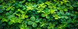 Green peppermint leaves closeup, natures fresh foliage, spring gardening texture