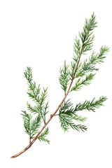Poster - A detailed watercolor painting of a tree branch. Ideal for nature-themed designs