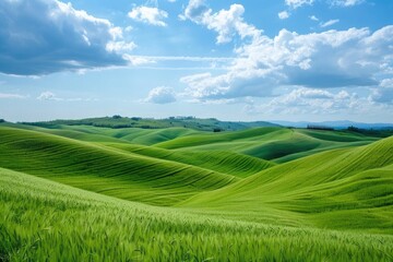 Wall Mural - Peaceful green grass field under a clear blue sky. Ideal for nature and outdoor concepts