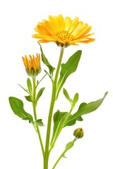 Poster - Close up of a vibrant yellow flower in a vase, suitable for various design projects