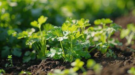 Aufkleber - Detailed view of vibrant green plants, perfect for botanical projects