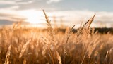 Fototapeta  - grass stalks in the sun autumn nature background field grass stems in orange sunset autumn sunset