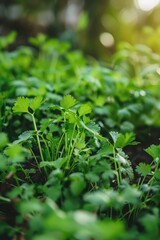 Aufkleber - Detailed view of lush green plants, perfect for nature backgrounds