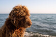 Portrait of a sad shaggy curly dog on the beach by the sea on a sunny day. Homeless animals on the city streets