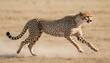 a-cheetah-with-its-muscles-bulging-in-full-sprint-upscaled_6 1