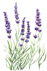 Poster - Vibrant painting of lavender flowers on a clean white background. Perfect for botanical designs or nature-themed projects