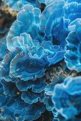 Poster - Close up of blue mushrooms, suitable for nature themes