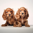 Two cocker spaniel puppies sitting on white background, cute animal purebred dog canine