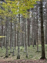 Wall Mural - pine forest in autumn