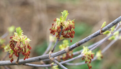 Poster - In nature, the ash maple (Acer negundo) blooms