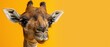   A giraffe's close-up face on a yellow background with a yellow wall in the distance