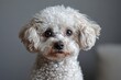 attentive poodle mix with expressive eyes