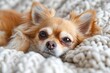 relaxed chihuahua on soft blanket