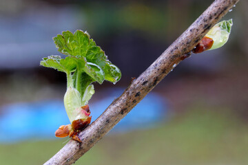 Canvas Print - Gooseberry Leaf Bud 04