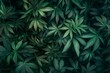 marijuana hemp cannabis bush plants