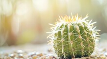 Close-up Of A Green Cactus With Sharp Spines And Natural Desert Plant Details