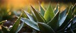 Aloe vera leaves in the garden with sunset background