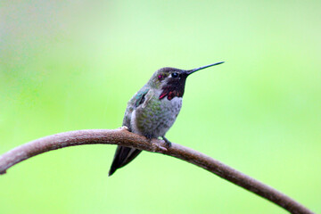 Sticker - Hummer on Wisteria 04