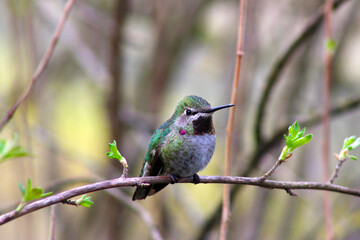 Sticker - Red-Capped Hummer on Lilac 06