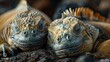 Galapagos iguanas basking on volcanic rocks  hyperrealistic equatorial wildlife photography