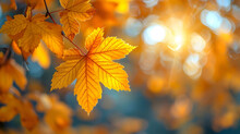 Autumn Yellow Maple Leaves