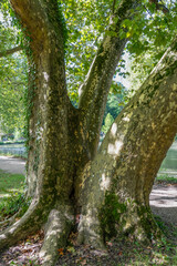 Wall Mural - close-up of a large mottle bark Plane tree (Platanus x acerifolia) in France