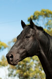 Fototapeta Konie - Black breeding horse, Portrait, La Pampa Province, Patagonia, Argentina.