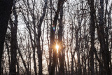Fototapeta Na drzwi - sun in the forest