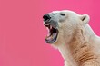 Roaring Polar Bear isolated on flat Pink Background with copy space, banner template