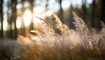 Canvas Print - wild feather grass in a forest at sunset macro image shallow depth of field blurred nature background