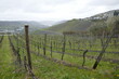 Steep vineyards in the Mosel