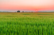 Sunset over a green barley field