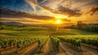 A vineyard bathed in the warm hues of a summer sunset.