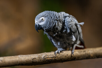 Sticker - Large gray parrot in detail.