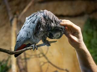 Wall Mural - A large parrot and a human scratching hand.