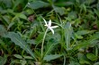 Flower of a Star of Bethlehem or madamfate, Hippobroma longiflora
