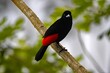 Scarlet rumped tanager, Ramphocelus passerinii, on a branch