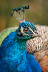 Wall Mural - Crowned peacock in head detail.