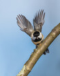 A small bird opens two wings, flying from tree branch, into sky. Black-Capped Chickadee is small, nonmigratory, North American songbird that lives in deciduous and mixed forests..