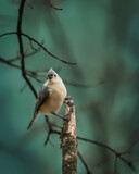 Fototapeta Nowy Jork - Tufted Titmouse. A small bird is standing on the tree stock in winter afternoon, looking up.
