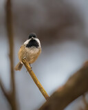 Fototapeta Nowy Jork - Black-Capped Chickadee. A small bird is sitting on a tree branch in the cloudy winter afternoon, looking down.