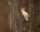 Fototapeta Nowy Jork - Red-Bellied Woodpecker. A colorful bird is climbing on a tree trunk in the cloudy winter afternoon, looking around.
