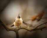 Fototapeta Nowy Jork - Tufted Titmouse. A small bird is standing on the tree brach in the cloudy winter afternoon, looking forward. .