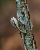 Fototapeta Nowy Jork - Brown Creeper. A small bird is standing on tree trunk, looking around in the cloudy winter morning..